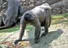 動物図鑑・コモンウーリーモンキー 1